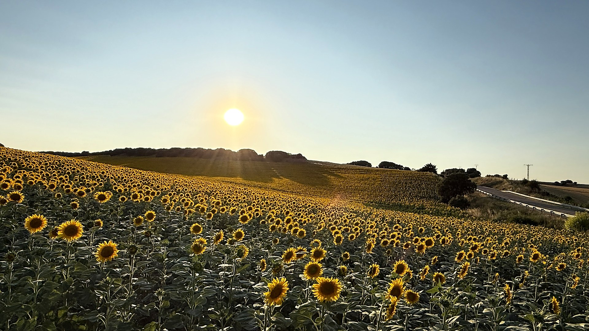 Campo de girasoles bajo el sol — Acción Ucrania